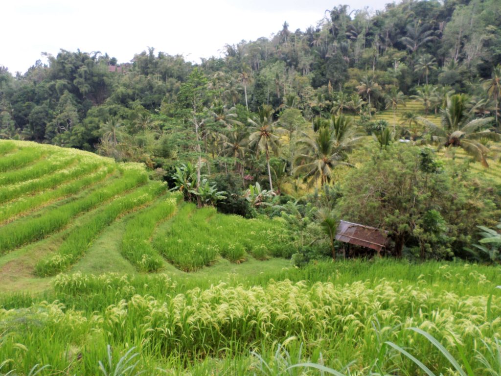 Bali Eine Kleine Insel Mit Zwei Sprachen Sprachunion